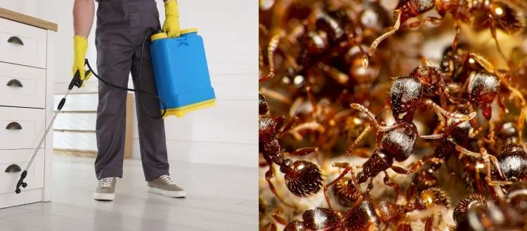 Ant Pest