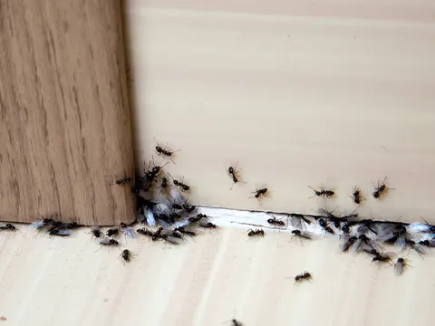 Auckland Pest Control Professional Ant Control You Can Trust