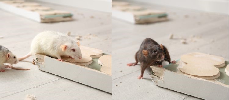 Best rats pest 