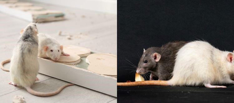 Best rats pest