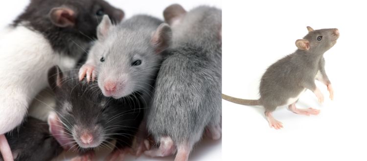 Best rats pest