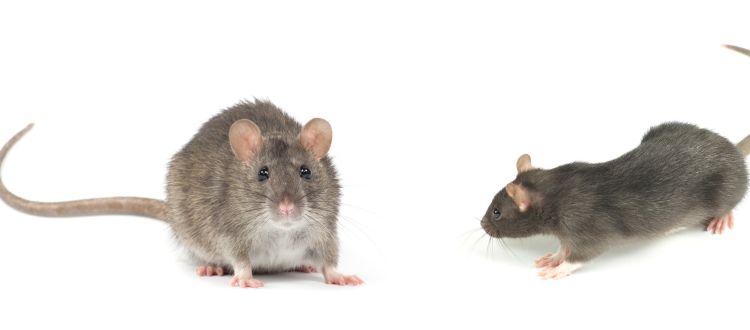Best rats pest control