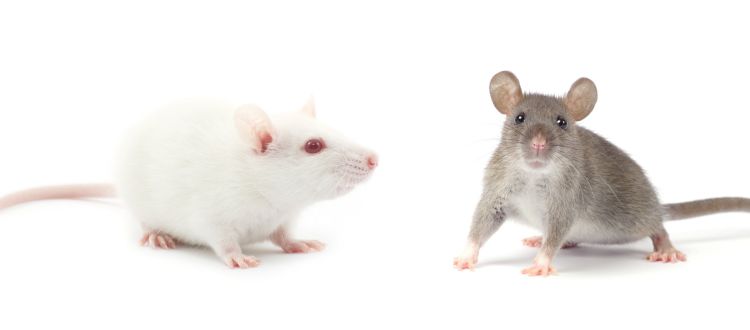 Best rats pest control Auckland