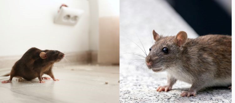 Best rats pest control 