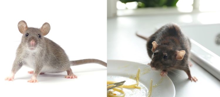 Best rats pest 