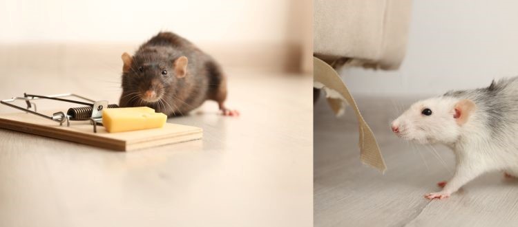 Best rats 