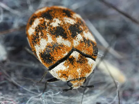 Carpet Beetles