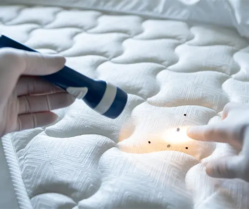 auckland bed bugs control