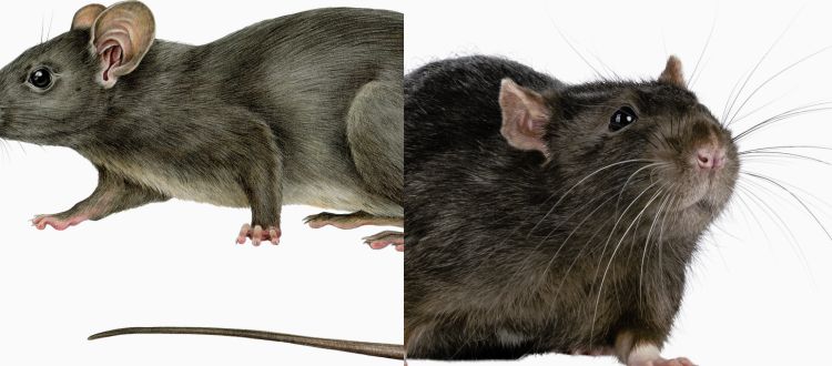 Pest Control 1 Pest Control