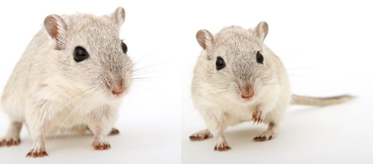 Pest Control 2 Pest Control