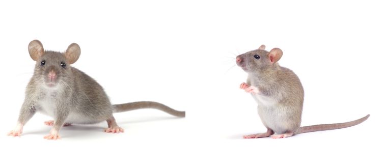Pest Control 3 Pest Control
