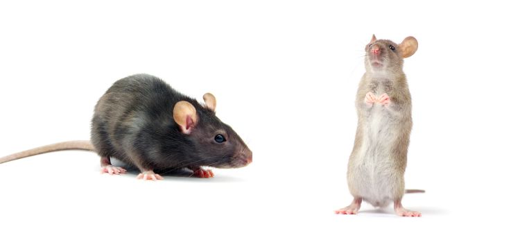 Pest Control 4 Pest Control