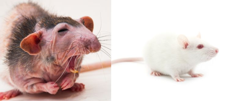 Pest Control 5 Pest Control