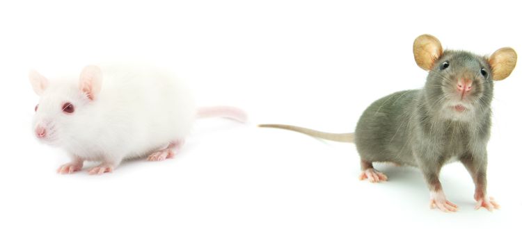 Pest Control 6 Pest Control