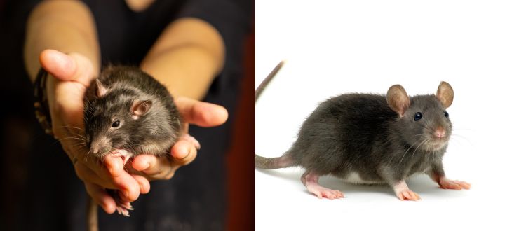 Pest Control 7 Pest Control