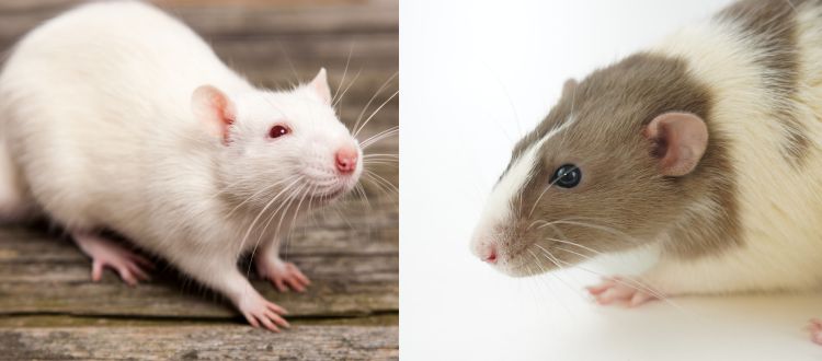 Pest Control 8 Pest Control