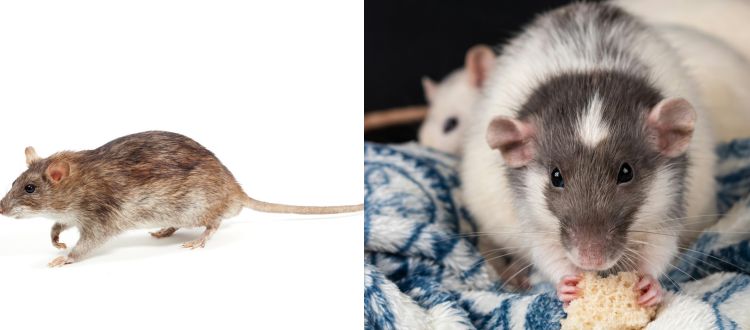 Pest Control 9 Pest Control