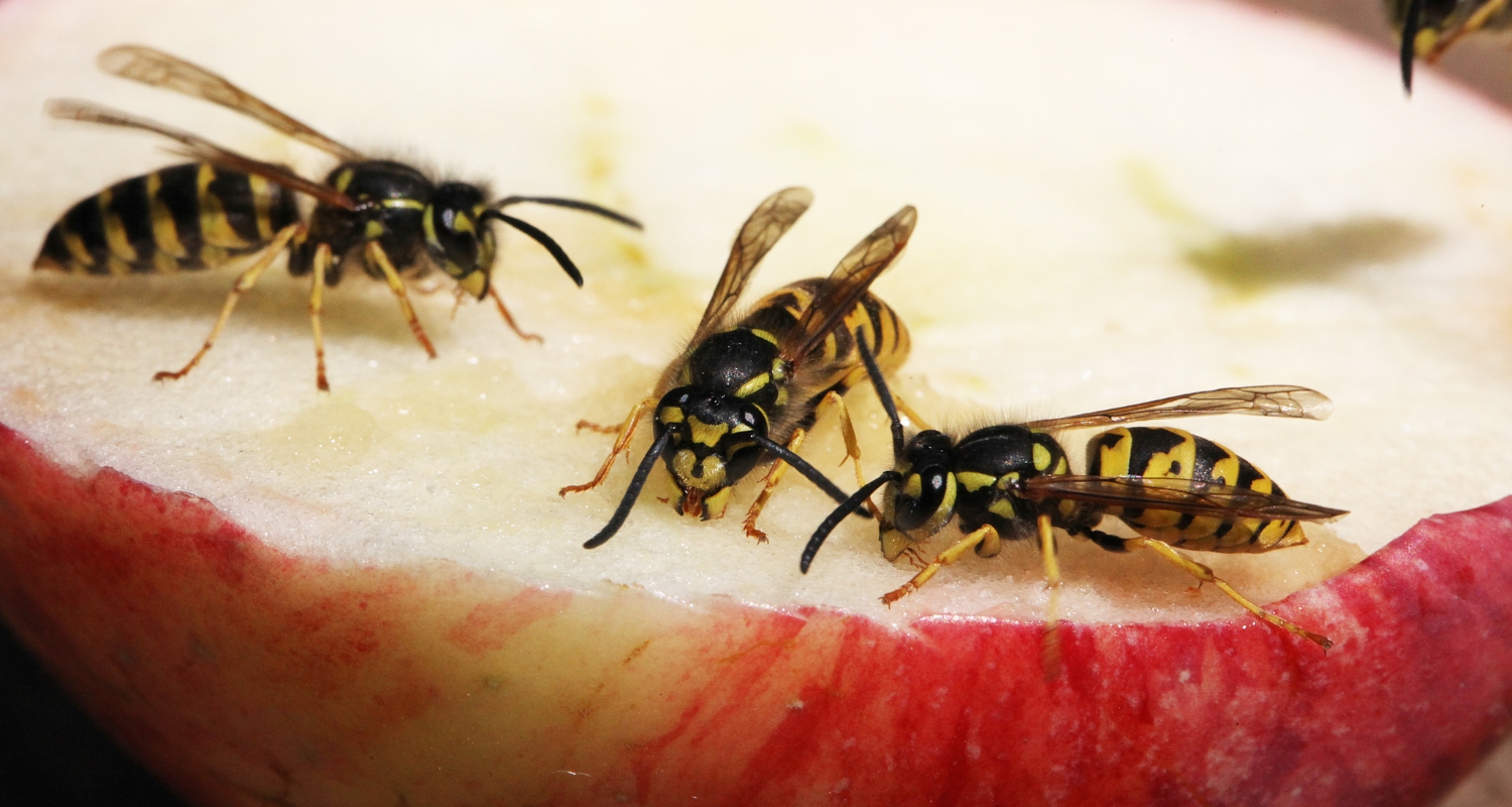 Preventive pest management Advice