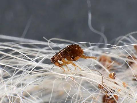 flea control auckland