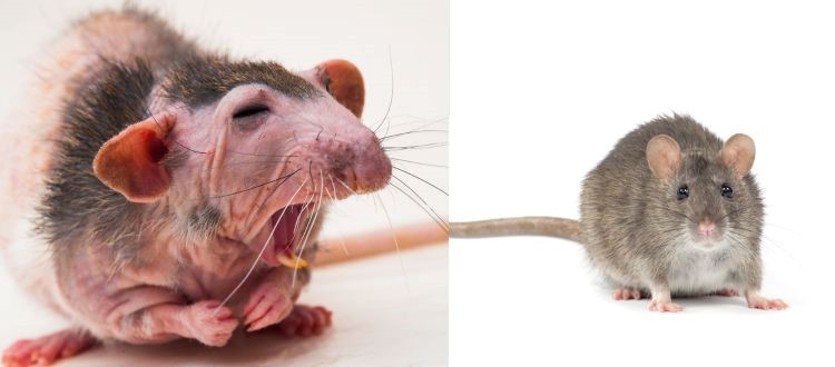 Rat And Mice Control