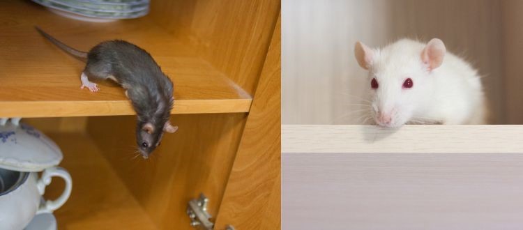 Rat And Mice