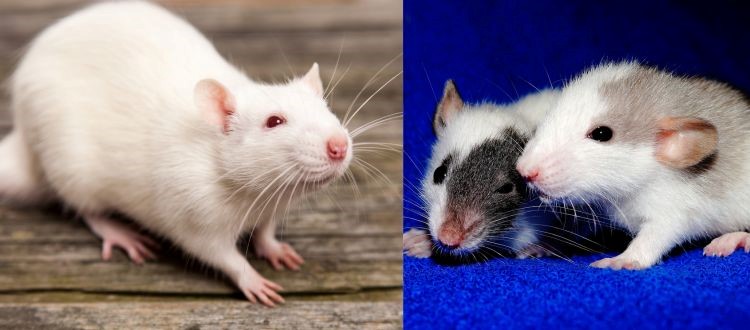 Rat Control