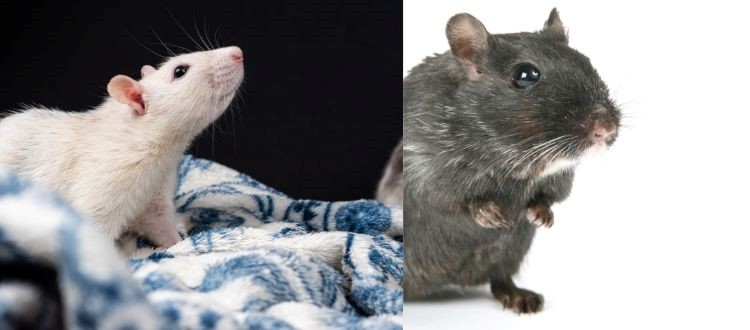 Rat Control