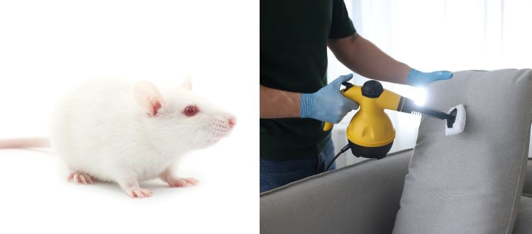 Rat Control