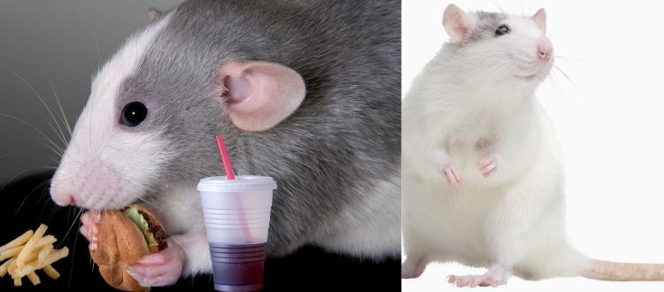 Rat Control
