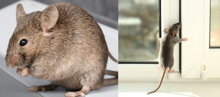 Rat Control