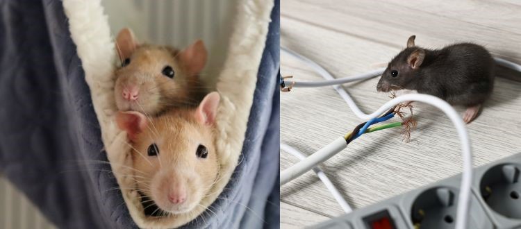 Rat Control Auckland