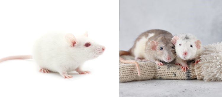 Rat Control
