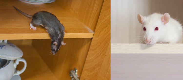 Rat Exterminator Auckland