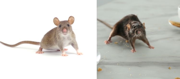 Rat Pest Control