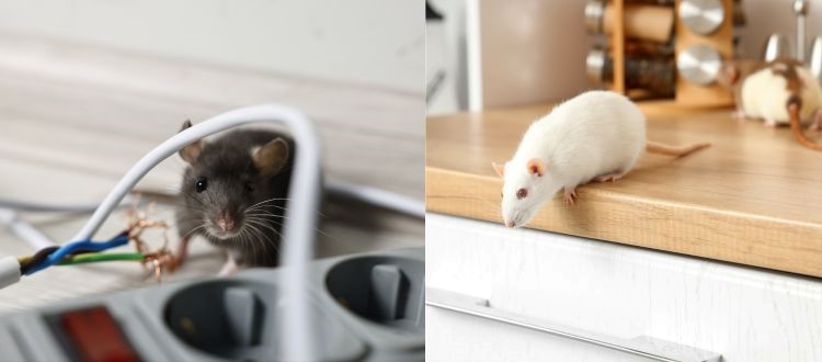 Rat Pest