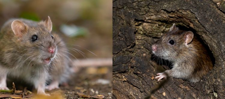 Rats 