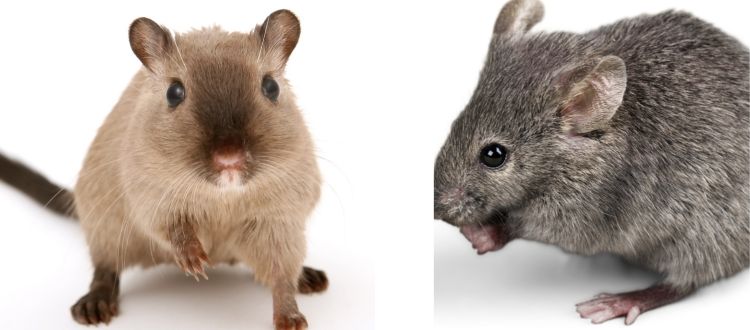 Rats 