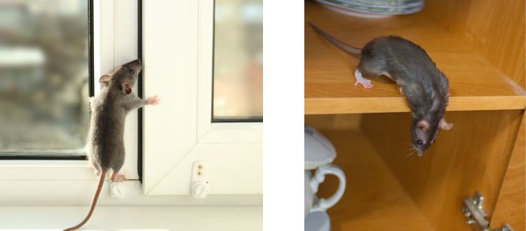 Rats 