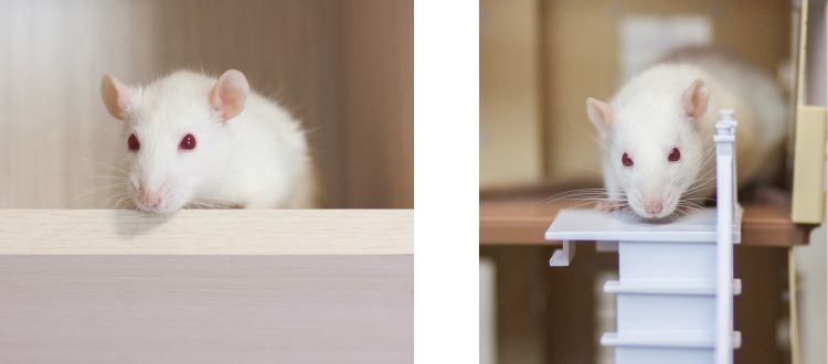 Rats
