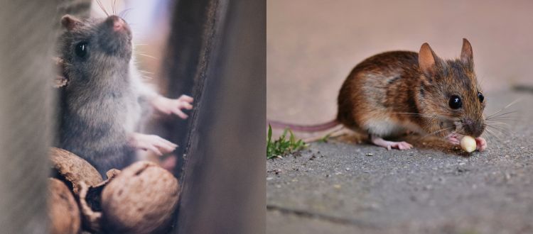 Rats 