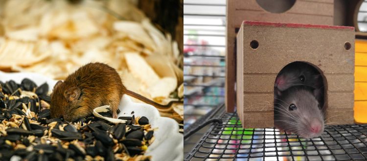 Rats 