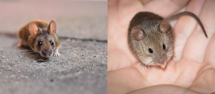 Rats