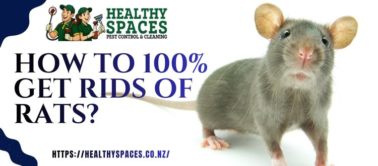 Rats Pest Control