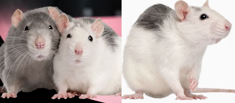 Rats pest control