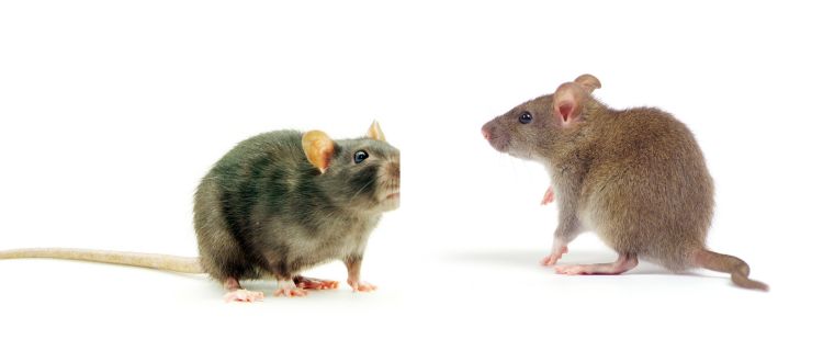 Rats pest control Auckland near me
