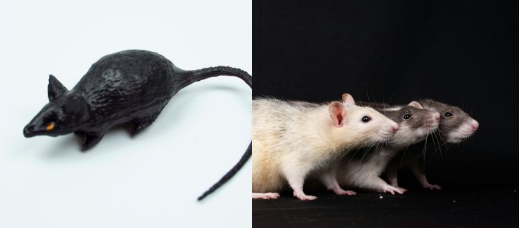 Rats pest control Auckland