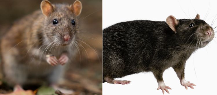 Rats pest