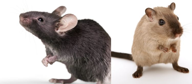 Rats