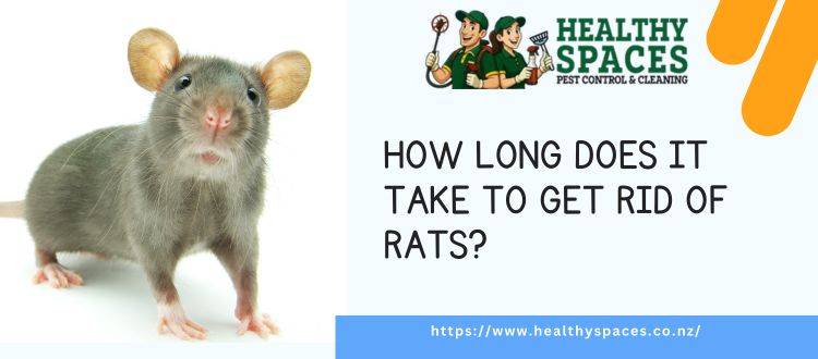 Rid Of Rats