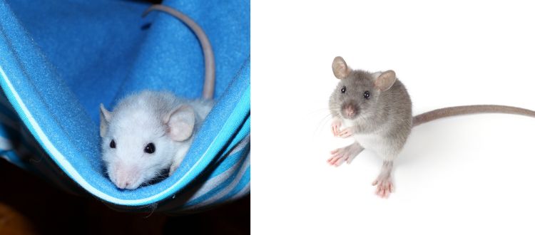 Rodent Control Service